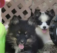 Harper, a female Pomsky for sale in Lancaster, OH – 2 of 5