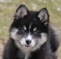 Carter, a male Pomsky for sale in Lancaster, OH – Photo 2 of 9