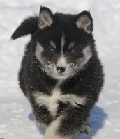 processed/6ca180fc-7f37-4648-817e-e89e0fd8d599/listing/0cb58a7f-24e0-4732-9d71-d3509900a6a0/8d9735fd-fd58-49cb-8126-90406ce341f9