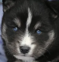 processed/6ca180fc-7f37-4648-817e-e89e0fd8d599/listing/0cb58a7f-24e0-4732-9d71-d3509900a6a0/be3956c8-8f27-49d1-b2a1-8e41cec365d0