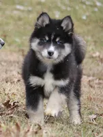 Carter, a male Pomsky for sale in Lancaster, OH – Photo 1 of 9