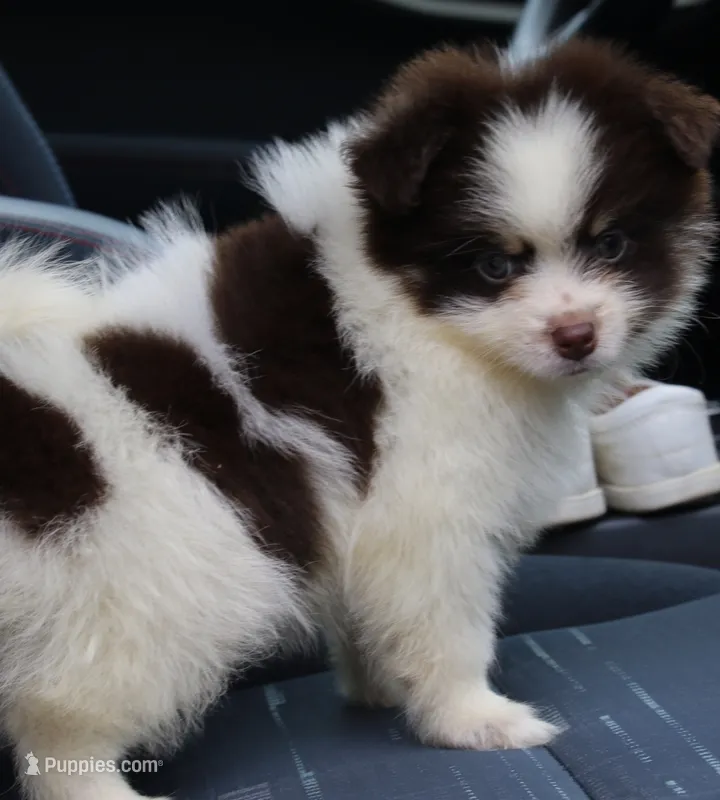 Nugget – Pomsky puppy for sale in Lancaster, OH