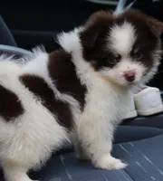 Nugget, a male Pomsky for sale in Lancaster, OH – 1 of 9