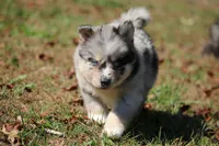Spanky, a male Pomsky for sale in Lancaster, OH – 5 of 5