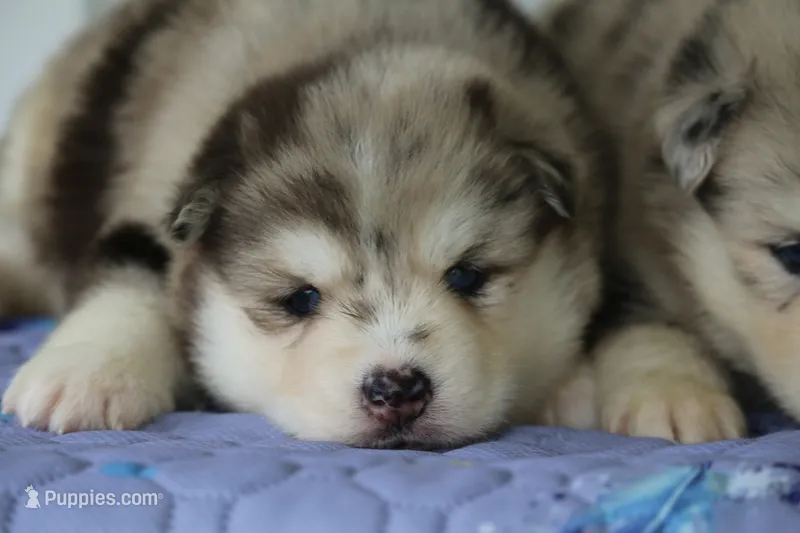 Holly – Pomsky puppy for sale in Lancaster, OH
