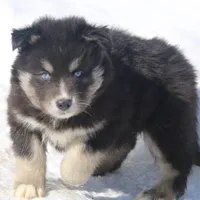 Walker, a male Pomsky for sale in Lancaster, OH – Photo 7 of 7