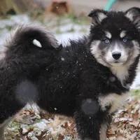 Walker, a male Pomsky for sale in Lancaster, OH – Photo 5 of 7