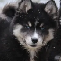 Walker, a male Pomsky for sale in Lancaster, OH – Photo 3 of 7