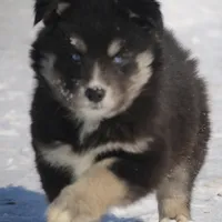 Walker, a male Pomsky for sale in Lancaster, OH – Photo 6 of 7