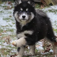 Walker, a male Pomsky for sale in Lancaster, OH – Photo 4 of 7