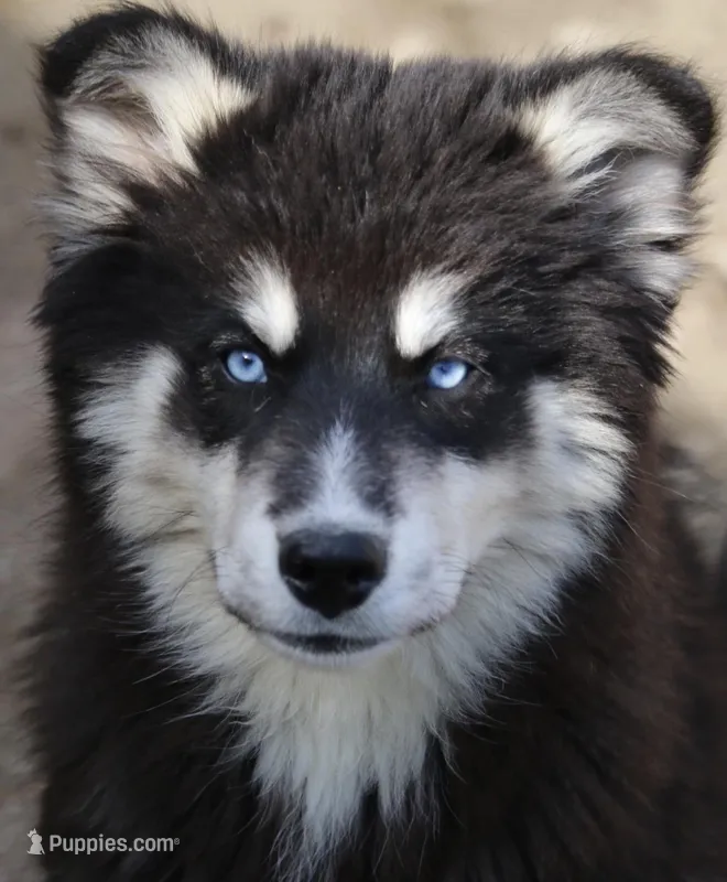 Walker – Pomsky puppy for sale in Lancaster, OH