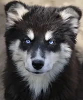 Walker, a male Pomsky for sale in Lancaster, OH – Photo 1 of 7