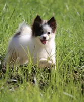 True, a female Pomsky for sale in Lancaster, OH – 3 of 4