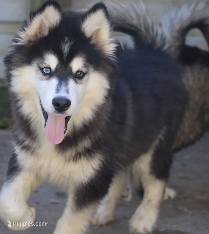 Major  – Pomsky puppy for sale in Lancaster, OH