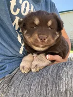 Hulk, a male Pomsky for sale in Lancaster, OH – 5 of 5