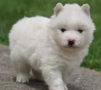 Frosty, a male Pomsky for sale in Lancaster, OH – 3 of 4