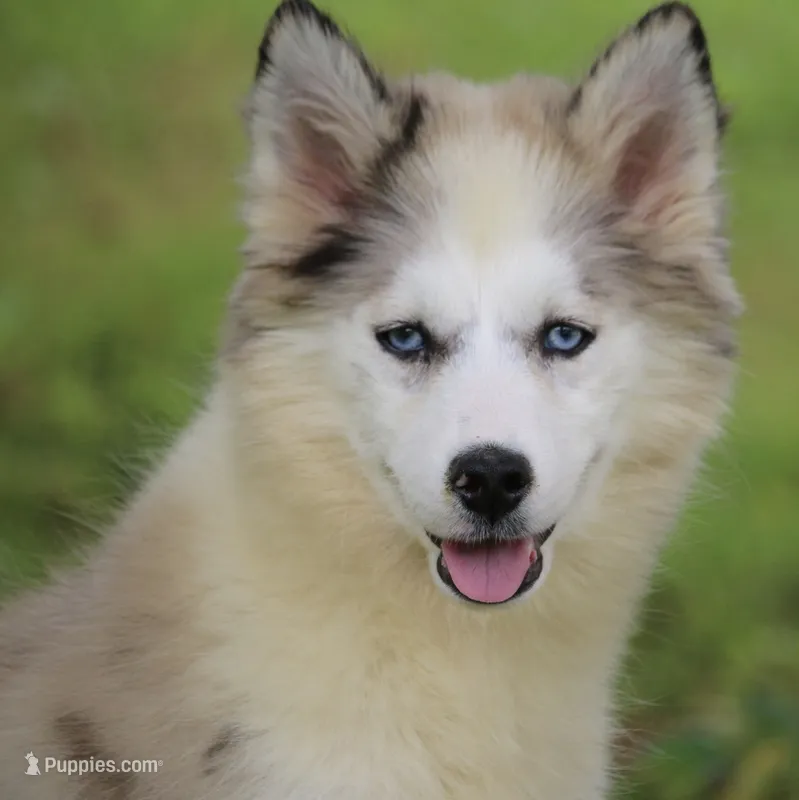 Marshmellow – Pomsky puppy for sale in Lancaster, OH