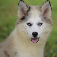 Marshmellow, a female Pomsky for sale in Lancaster, OH – 1 of 9