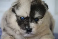 Bliss , a female Pomsky for sale in Lancaster, OH – 1 of 6