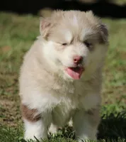 Hunny , a female Pomsky for sale in Lancaster, OH – 4 of 4