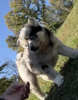 Spanky, a male Pomsky for sale in Lancaster, OH – 1 of 5