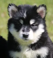 Dash , a male Pomsky for sale in Lancaster, OH – 4 of 4