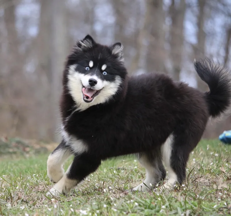 Hope – Pomsky puppy for sale in Lancaster, OH