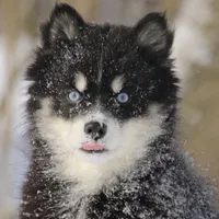 Hope, a female Pomsky for sale in Lancaster, OH – Photo 3 of 10