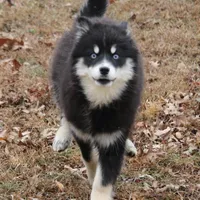 Hope, a female Pomsky for sale in Lancaster, OH – Photo 10 of 10