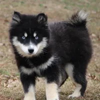 Hope, a female Pomsky for sale in Lancaster, OH – Photo 6 of 10