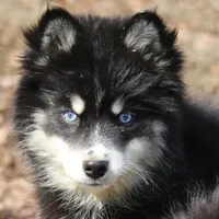 Hope, a female Pomsky for sale in Lancaster, OH – Photo 4 of 10