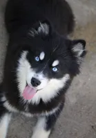 Hope, a female Pomsky for sale in Lancaster, OH – Photo 5 of 10