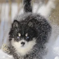 Hope, a female Pomsky for sale in Lancaster, OH – Photo 9 of 10