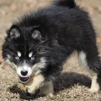 Hope, a female Pomsky for sale in Lancaster, OH – Photo 7 of 10
