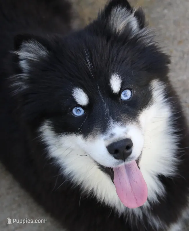 Hope – Pomsky puppy for sale in Lancaster, OH