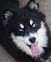 Hope, a female Pomsky for sale in Lancaster, OH – Photo 2 of 10