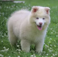 Max, a male Pomsky for sale in Lancaster, OH – 3 of 10