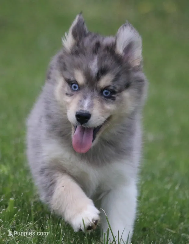 Charlie – Pomsky puppy for sale in Lancaster, OH