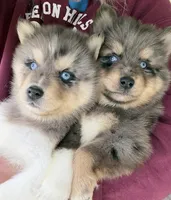 Charlie, a male Pomsky for sale in Lancaster, OH – Photo 5 of 5