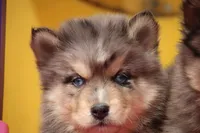 Charlie, a male Pomsky for sale in Lancaster, OH – Photo 2 of 5