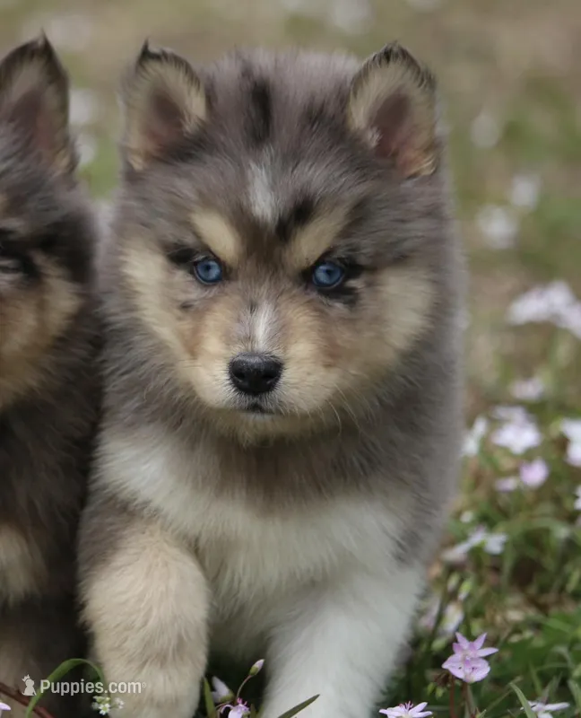 Charlie – Pomsky puppy for sale in Lancaster, OH