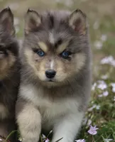 Charlie, a male Pomsky for sale in Lancaster, OH – Photo 1 of 5