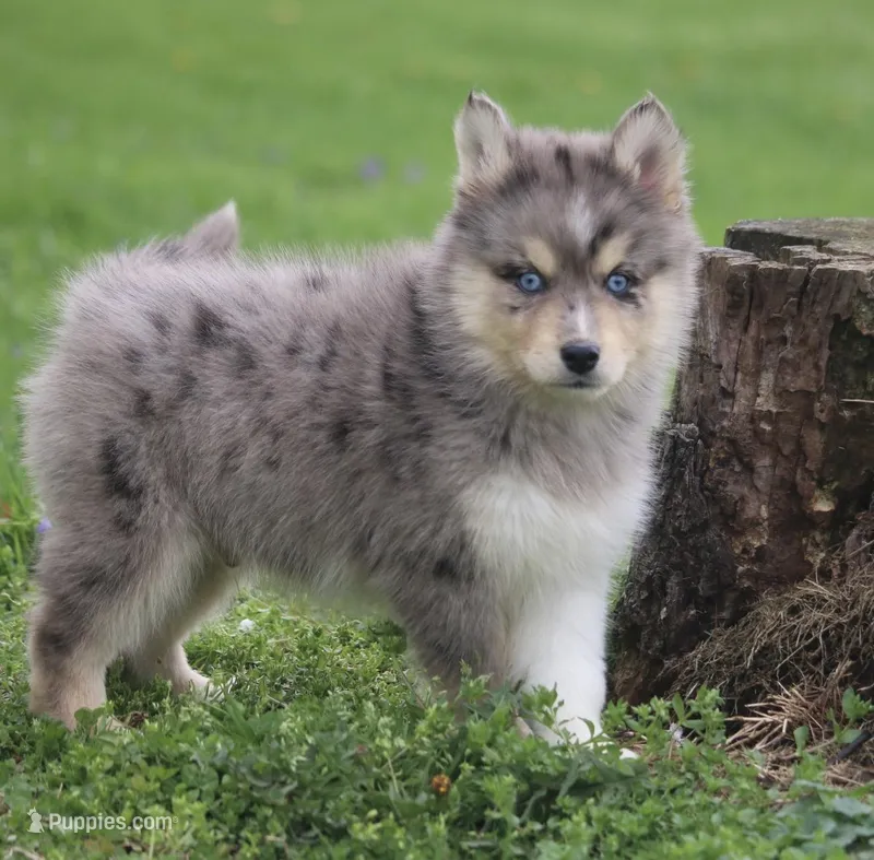 Charlie – Pomsky puppy for sale in Lancaster, OH