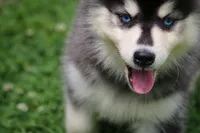 Destinee, a female Pomsky for sale in Lancaster, OH – 2 of 6