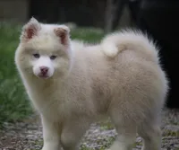 Max, a male Pomsky for sale in Lancaster, OH – 4 of 10