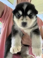 Major , a male Pomsky for sale in Lancaster, OH – 4 of 4