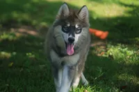 Daisy, a female Pomsky for sale in Lancaster, OH – 7 of 7