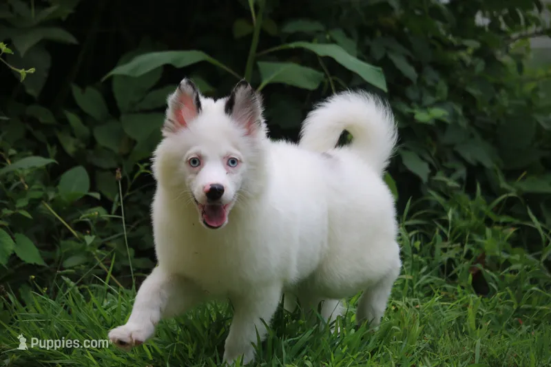 Prince  – Pomsky puppy for sale in Lancaster, OH