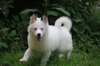 Prince , a male Pomsky for sale in Lancaster, OH – 5 of 10