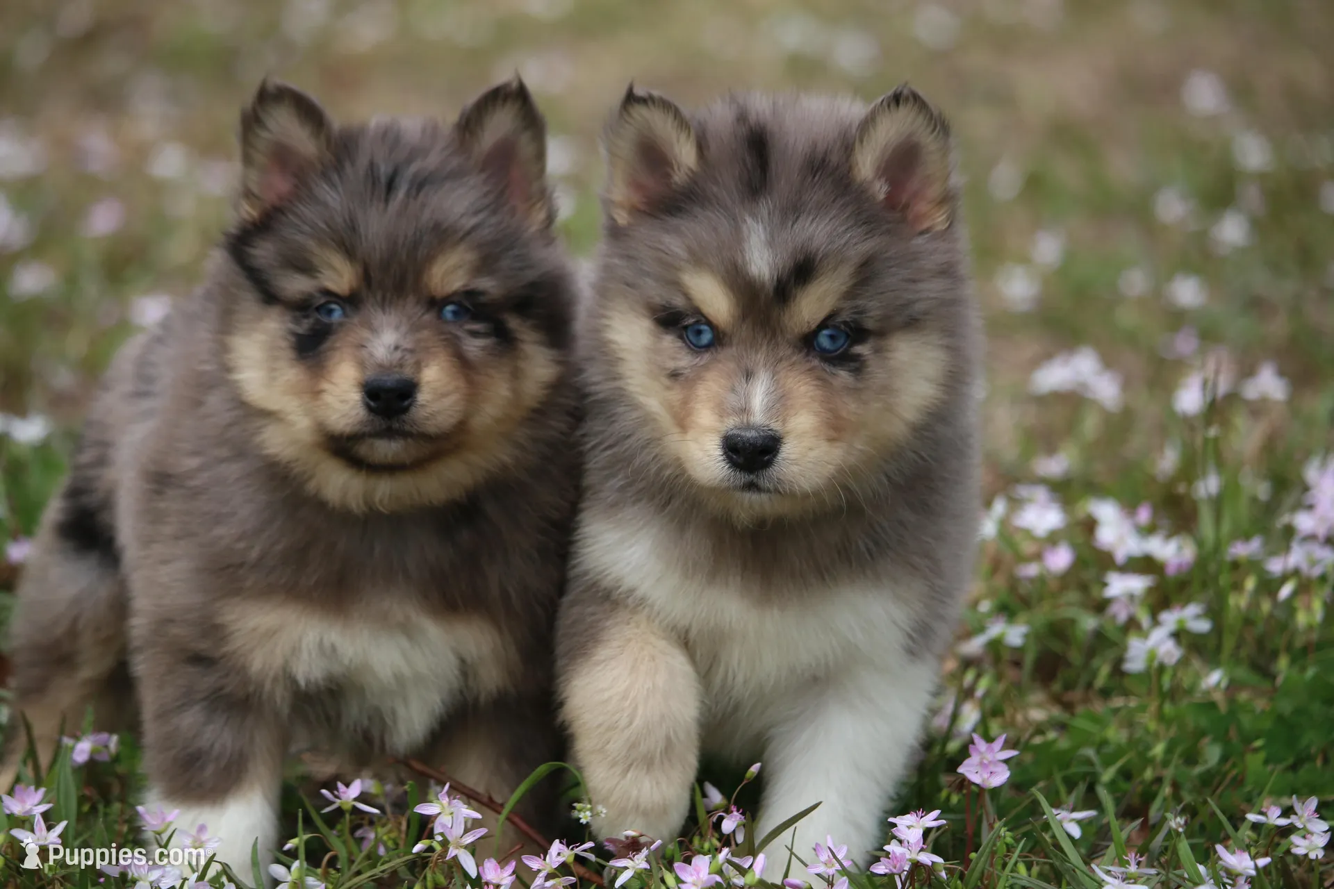 Charlie, a male Pomsky for sale in Lancaster, OH – Photo 4 of 5